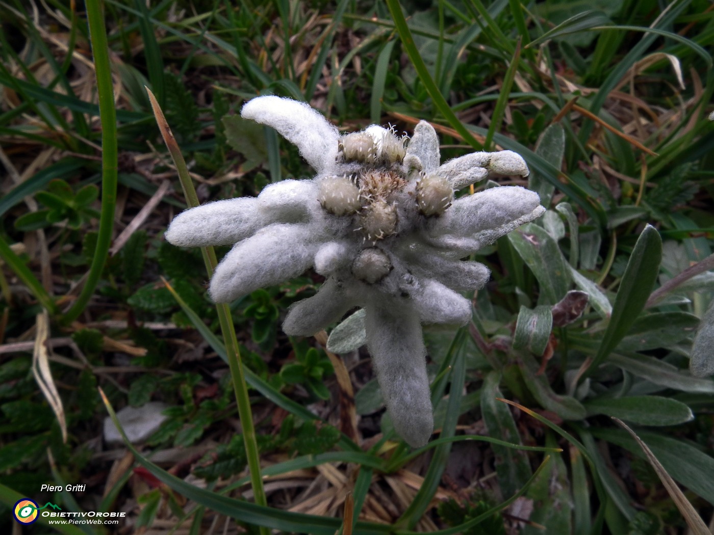 45 Stella Alpina (Leontopodium alpinum).JPG